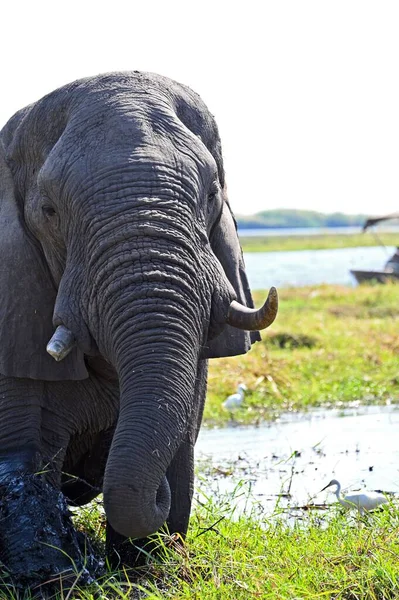 Primer Plano Cabeza Elefante Cruzando Río Chobe Parque Nacional Chobe — Foto de Stock