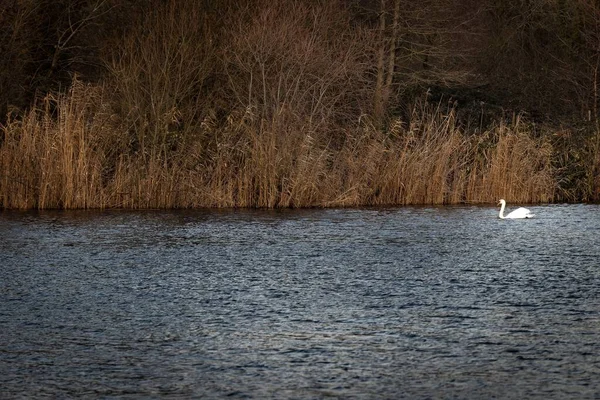 Лебедь Плавает Озере Опавшими Деревьями Растениями Заднем Плане — стоковое фото