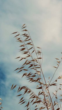 Bulutlu gökyüzünün altında sıradan bir yulaf brunch 'ı.