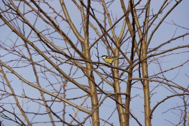 A little Great tit (Parus major) resting on the branches of a naked tree against the blue blurred sky