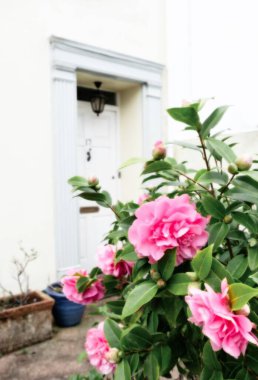 Shaldon, Devon 'da bir balıkçının kulübesinin dışındaki pembe kamelya çiçeklerinin dikey seçmeli fotoğrafı.