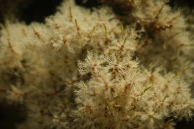 Botanik bahçesindeki kabarık bir bitkinin yakın çekimi.