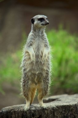 Arka ayakları üzerinde duran yabani bir mirketin dikey yakın çekimi.