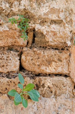 Taş duvardaki çatlaklardan çıkan küçük bitkiler.
