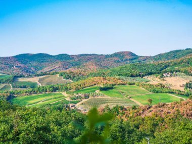 Bitkilerin ve ağaçların olduğu geniş bir alan.