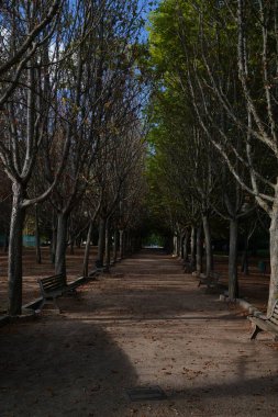 Parkta ağaçlarla çevrili güzel bir yürüyüş manzarası.