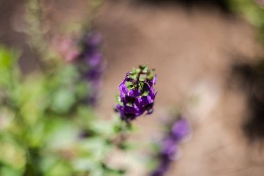 Mor bir Angelonia salicariifolia ya da Willowleaf Angelon çiçeğinin seçici odağı, güneşli bir günde bir bahçede.