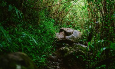 Kalın çalıları ve parlak güneş ışığı altında yemyeşil ağaçları olan güzel bir orman manzarası.