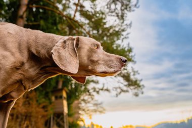 Weimaraner 'ın parkta güzel bir portresi.