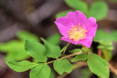 Rosa acicularis 'in yakın çekimi (Dikenli Vahşi Gül)