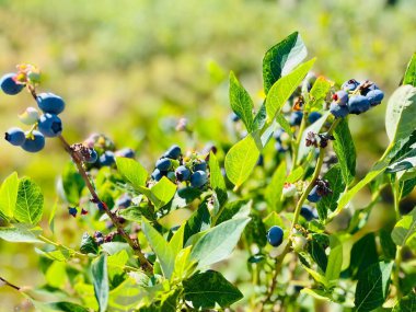 Büyüyen Aşı Uliginosum 'a yakın çekim