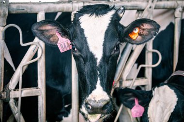 Kulübede siyah beyaz bir inek