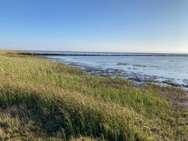 Güneşli bir günde sakin bir deniz ve çimenli bir sahil manzarası