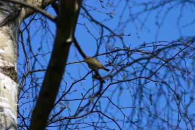 Bir ağacın dalındaki kerkenezin yakın plan fotoğrafı.