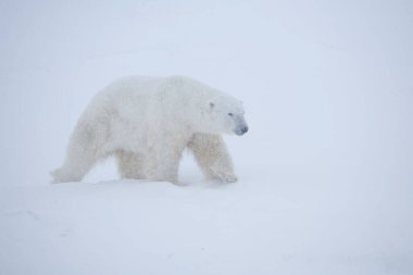 Wapusk Ulusal Parkı, Kanada 'da kar fırtınasında bir kutup ayısı.