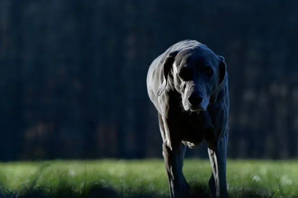 Schattige Weimaraner Hond Gelukkig Wandelen Het Veld Met Het Bos — Stockfoto