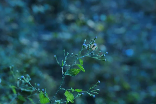 Zbliżenie Ujęcie Małych Niebieskich Kwiatów Rozmyciu — Zdjęcie stockowe