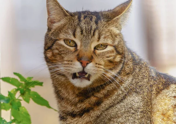 Kopf Der Gemeinen Katze Zeigt Seine Reißzähne Mit Pflanzen Hintergrund — Stockfoto