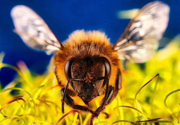Makro Ujęcie Muchy Pszczoły Kwiatku — Zdjęcie stockowe