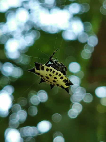 Bir Gasteracantha Cancriforis Ormandaki Örümcek Ağında Dikey Sığ Bir Odak — Stok fotoğraf