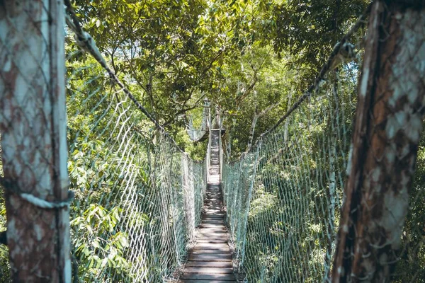 Eine Nahaufnahme Der Baumwipfelbrücke Über Dem Amazonas Dschungel — Stockfoto