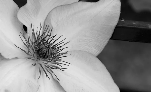 在柔和模糊的背景上 一张亚洲处女座花的特写照片 — 图库照片