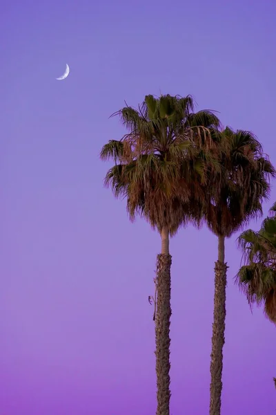 stock image A vertical shot of tall palms against evening sky with a half moon seen