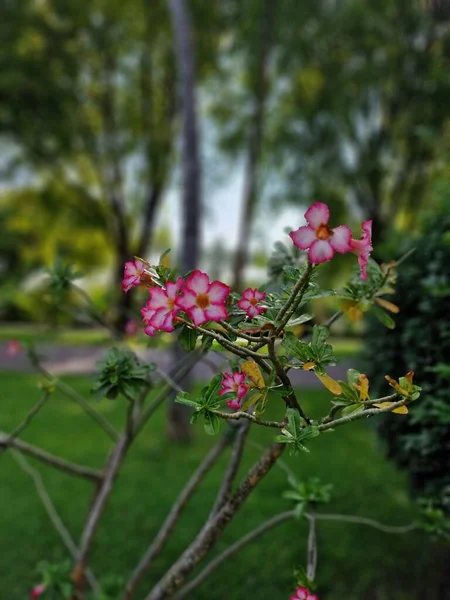 Pembe Bir Plumeria Çiçeğinin Seçici Odak Noktası — Stok fotoğraf