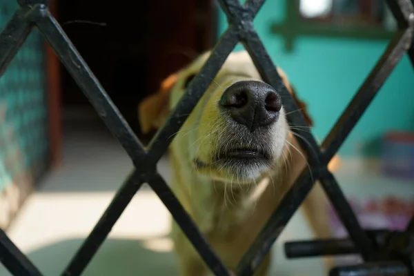 一只可爱的狗从黑铁栅栏后面靠近摄像机 它的鼻子靠近摄像机 — 图库照片
