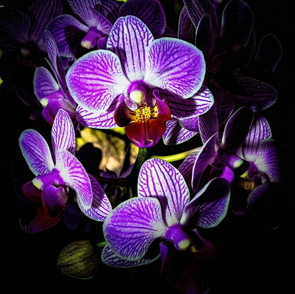 Uma Orquídea Roxa Jardim — Fotografia de Stock