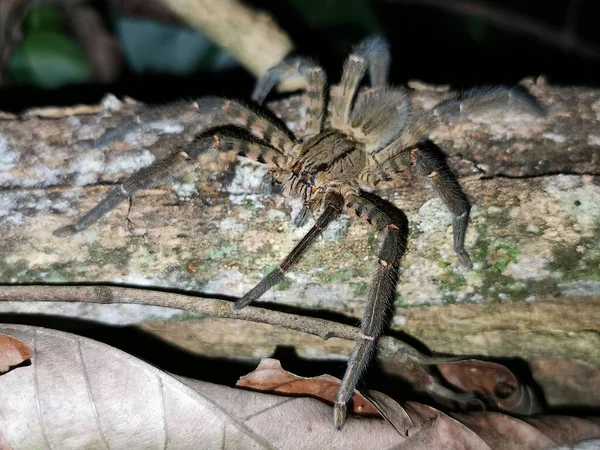 Gros Plan Une Araignée Broméliacée Tigrée Sur Tronc Arbre — Photo