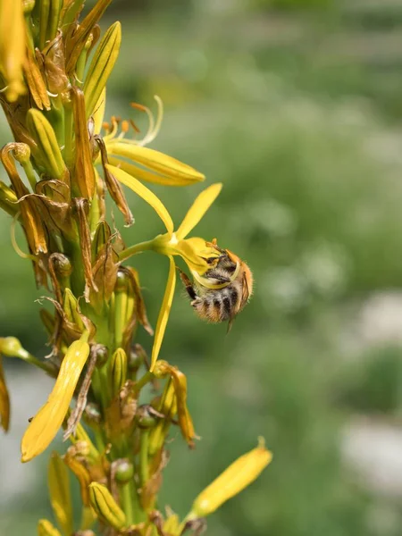 花から花粉を集めるミツバチ — ストック写真
