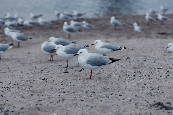 Seagulls Resting Lake Shores Interestingly Rest Lifting One Legs — Stock Photo, Image