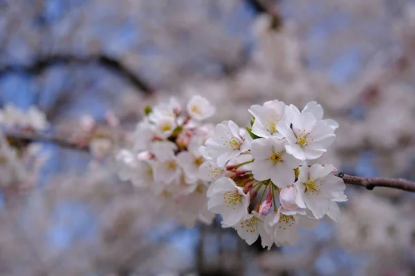在一棵樱桃树上拍了一张特写的白花照片 樱桃树的背景是淡淡的花瓣 — 图库照片