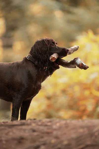Vertical Shot Boykin Spaniel Dog Pieces Woods Its Mouth — Stock Photo, Image