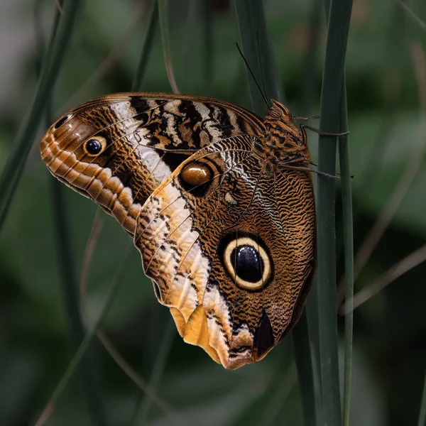 Closeup Owl Butterfly Perched Plant — Stock Photo, Image