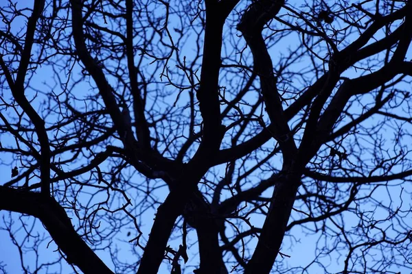 Skuggorna Träden Och Himlen Anta Atmosfär Som Förtrollad Skog — Stockfoto