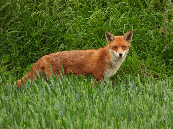 草の上には赤い狐が立っていて カメラを見ている — ストック写真