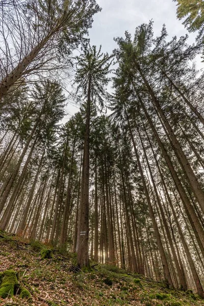 Függőleges Alacsony Szög Lövés Egy Gyönyörű Őszi Erdő Baden Wurtemberg — Stock Fotó