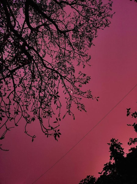 Μια Κάθετη Λήψη Των Δέντρων Κάτω Από Ένα Ροζ Ουρανό — Φωτογραφία Αρχείου