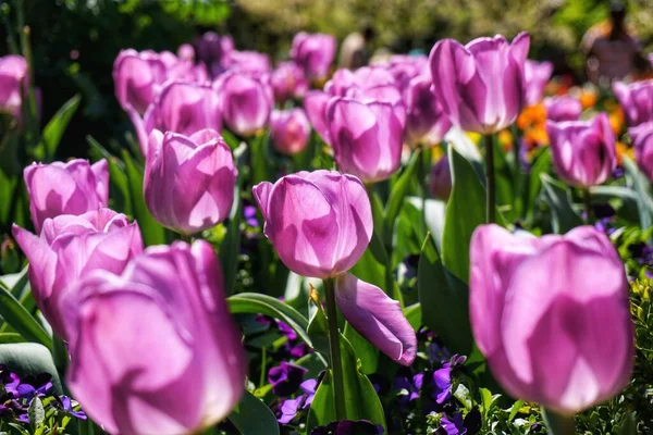 Kwiaty Kwiat Tulipanów Światło Cień Fioletowe Tło Uniwersytet Duke Wiosenne — Zdjęcie stockowe