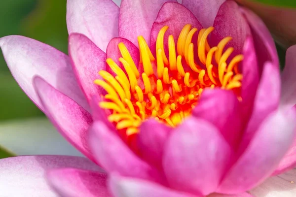 Ένα Ροζ Λουλούδι Νούφαρο Ιδανικό Για Ταπετσαρία — Φωτογραφία Αρχείου