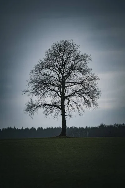 Uma Árvore Solitária Nua Campo — Fotografia de Stock