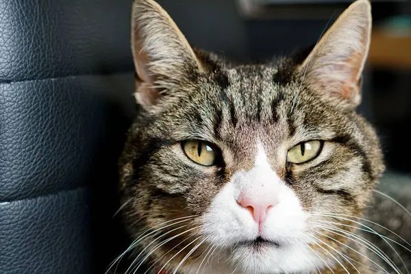 Ett Porträtt Randig Brun Katt Inomhus Lamporna Med Suddig Bakgrund — Stockfoto
