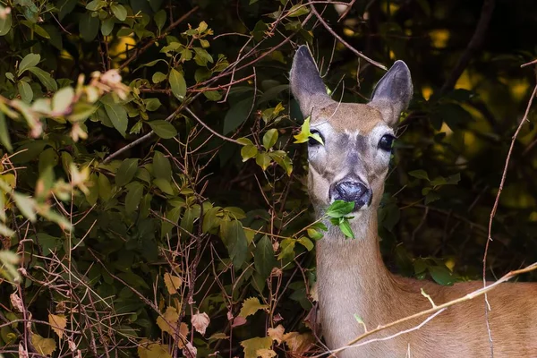 一只鹿站在绿树枝后面看着摄像机的特写镜头 — 图库照片
