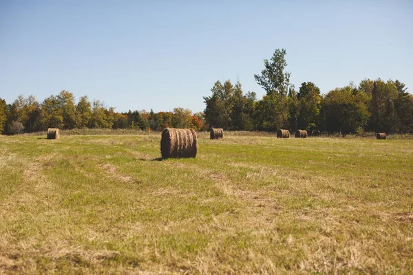 在加拿大安大略省的一个绿色牧场上 一张漂亮的干草包照片 — 图库照片