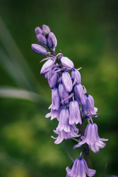 一缕西班牙蓝铃花在花园里盛开 — 图库照片