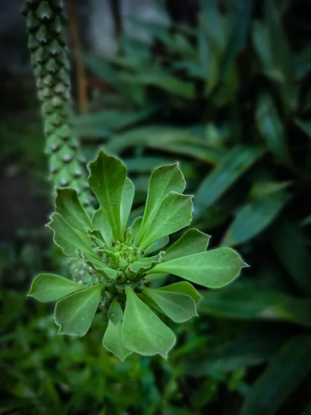 Tiro Vertical Planta Pereskiopsis Verde Crescendo Lindamente Parque — Fotografia de Stock