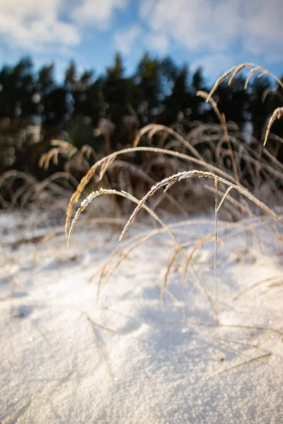 Ένα Κάθετο Κοντινό Πλάνο Των Παγωμένων Φυτών Ένα Όμορφο Χιονισμένο — Φωτογραφία Αρχείου