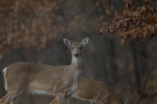 秋天在森林里拍摄的小白尾鹿的特写 — 图库照片